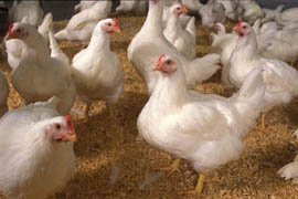 Chicken by-products study