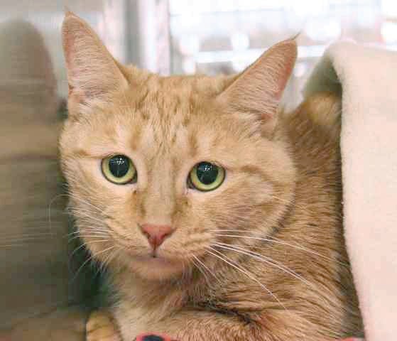 Someone to love: Rosie