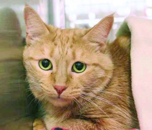 Someone to love: Rosie