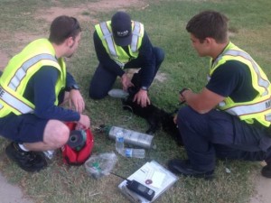 Firefighters save two cats from Mesa fire