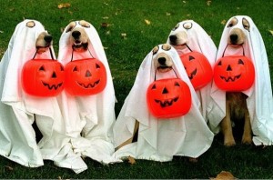 test4A howlin' Halloween