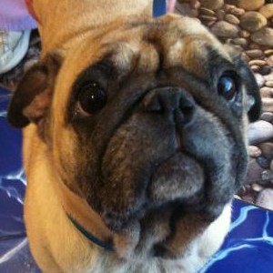Pug