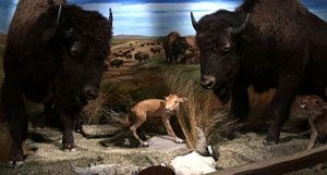 Bison Museum nestled in Scottsdale office park 
