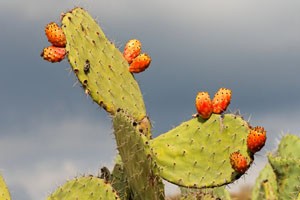 Prickly Pear.jpg