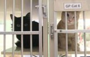 Cat intakes overwhelm Humane Society 