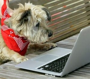 Social networking raises fun, funds for rescue pets 