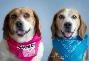 Beagle Fest
