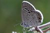 Butterflying is easy, free ... beautiful 