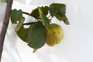 Plant of the week: Smyrna Quince 