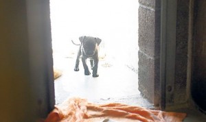 Animal shelters full; more euthanasia possible 
