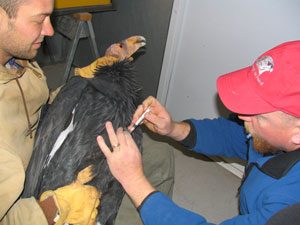 Group pushes to protect condors in Arizona 