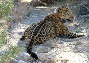 Report: 'Inadvertent' jaguar capture planned 
