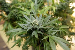 Marijuana