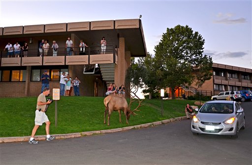 Grand Canyon Elk