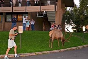 Grand Canyon Elk