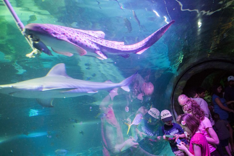 Shark Week at SEA LIFE
