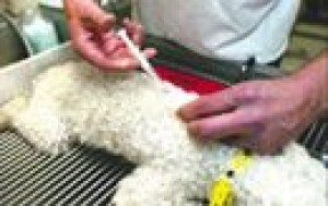 County may require microchips for pets 