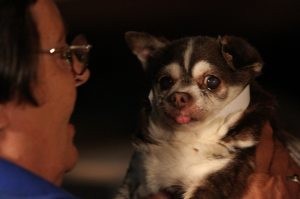 Dogs rescued in Tucson make Valley debut 