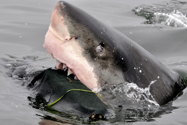 Discovery Channel
