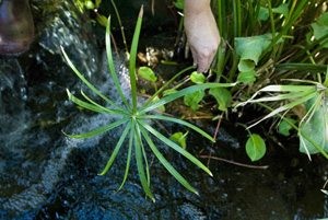 Plant of the week: Dwarf papyrus 