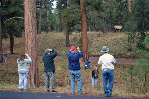 Grand Canyon Elk