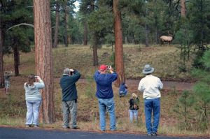 Grand Canyon Elk