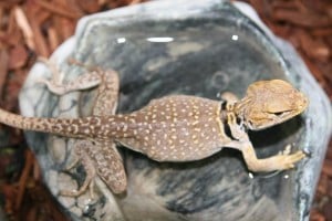 Reptile rescue