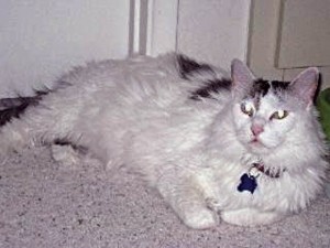 Someone to Love: Whiskers