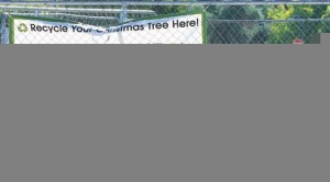 Post-Christmas 'treecycling’ encouraged 