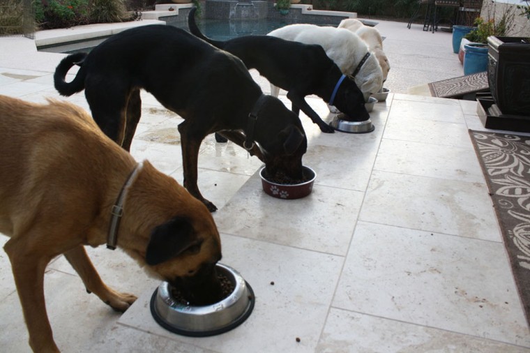 Fore the Dogs