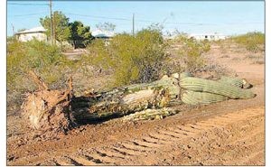 A.J. residents aim to preserve saguaros 
