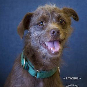 Amadeus