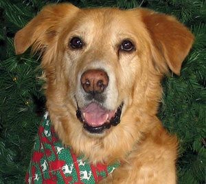 Dog serves as reading mentor at A.J. school 