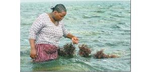 Farming seaweed spawns economic independence 