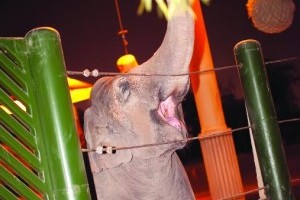 Elephant