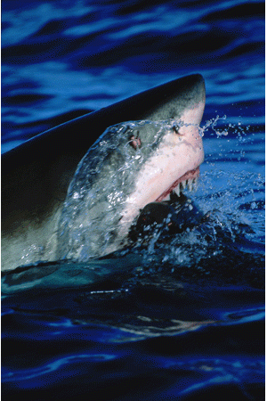 Shark Week marks 20 years of terrifying TV 