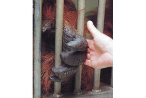 Pounding a beat of the Phoenix Zoo 