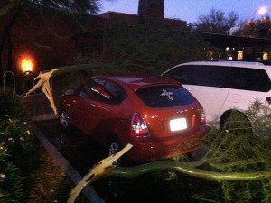 Trees knocked down by storm Aug. 20