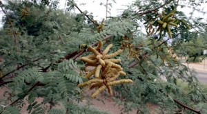 Grind mesquite seed pods into sweet flour 