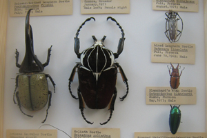 Insect Collection