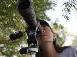 Nest watchers look out for Arizona Bald Eagles 