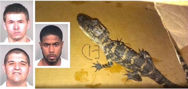 Alligator, Suspects