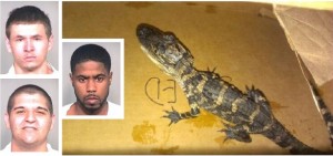 Alligator, Suspects