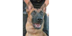Service dogs help police maintain public safety 