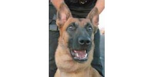 Service dogs help police maintain public safety 