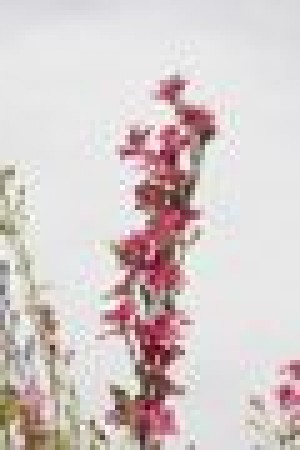 Plant of the week: Larkspur 