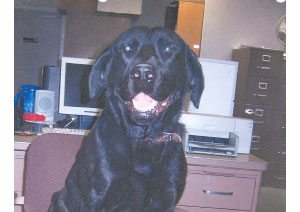 Lost Mesa police dog returned to department 