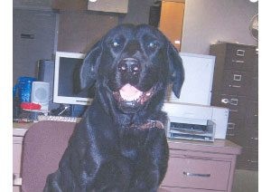 Lost Mesa police dog returned to department 