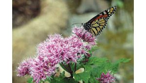 Washington’s National Garden blooms at last 