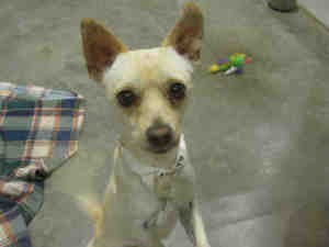Chihuahua 